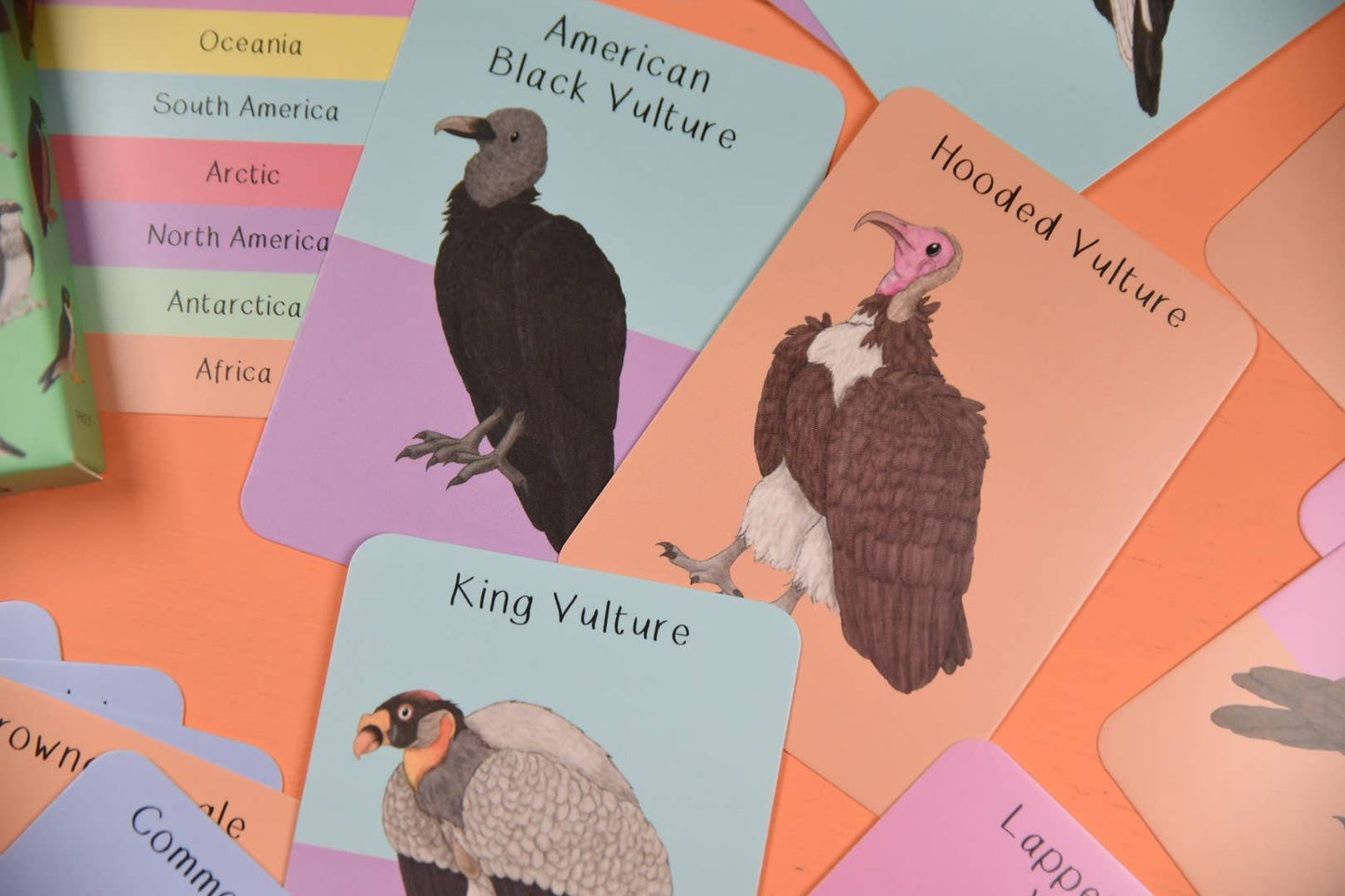 Button & Squirt - Amazing Birds of Prey Fact Cards