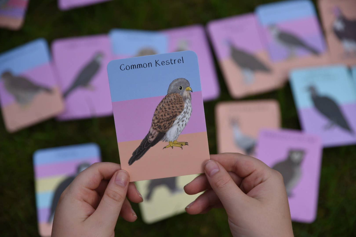 Button & Squirt - Amazing Birds of Prey Fact Cards