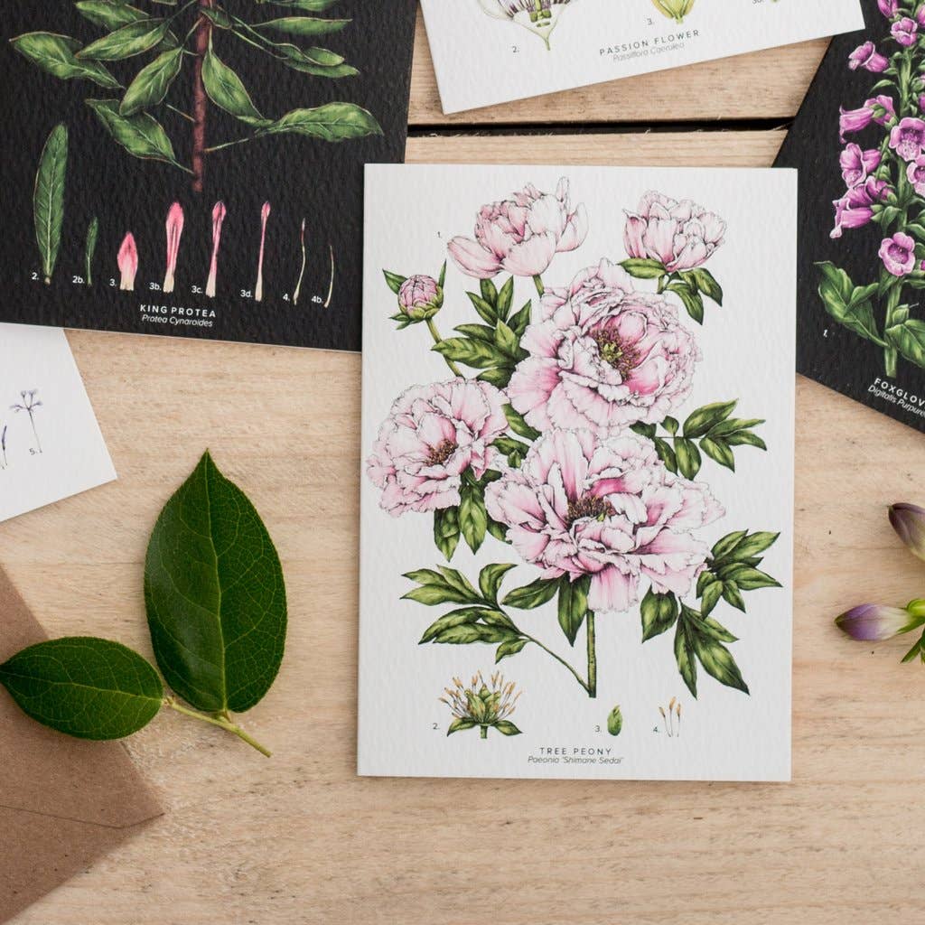 Catherine Lewis Design - Tree Peony