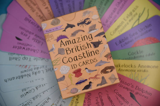 Button & Squirt - Amazing British Coastline ID Cards